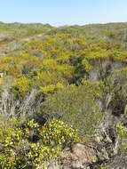 Image of Erica bruniifolia Salisb.