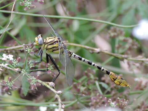 Image of Dromogomphus spoliatus (Hagen ex Selys 1858)