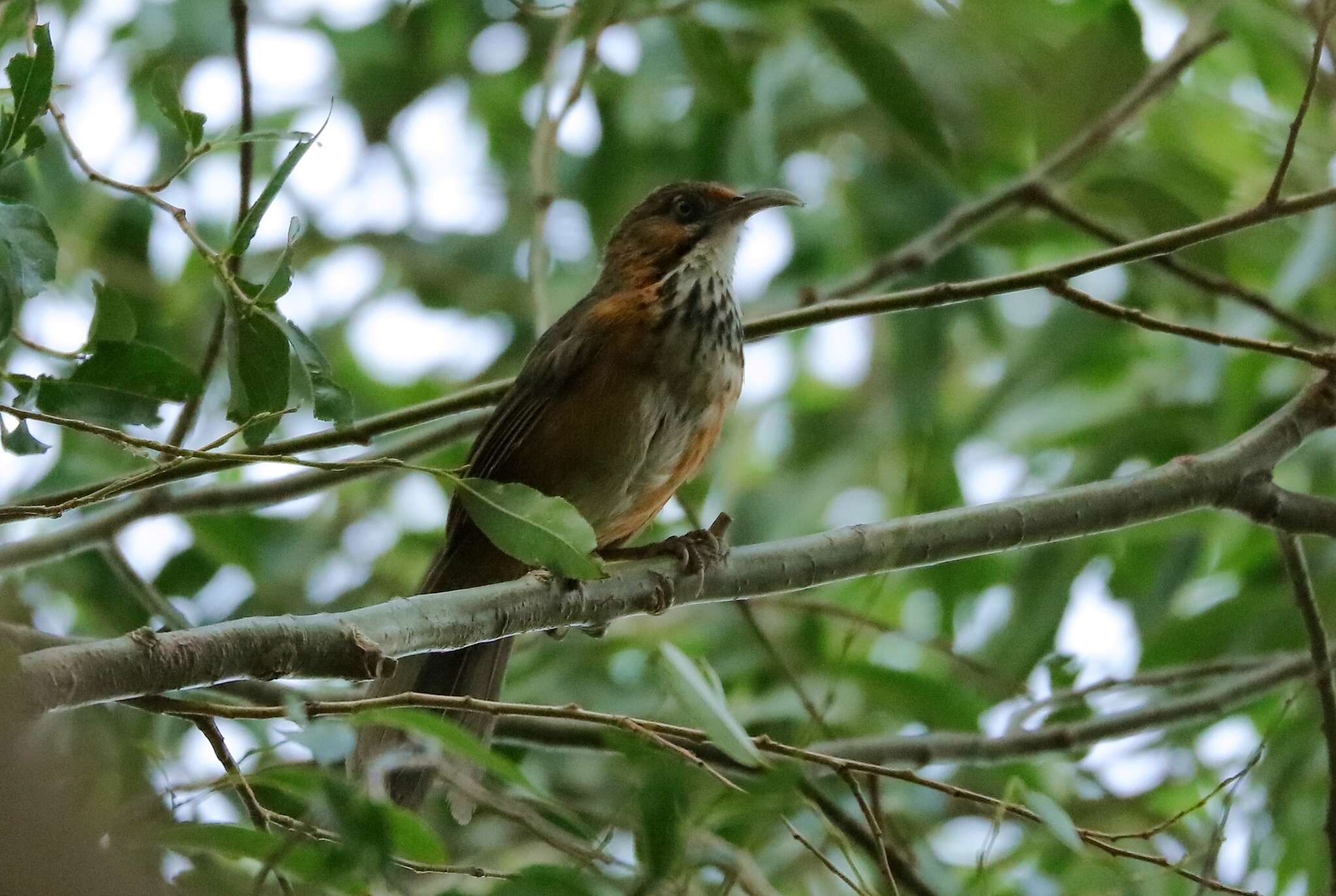 Image of Black-streaked Scimitar Babbler