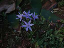 Hesperantha pilosa (L. fil.) Ker Gawl.的圖片