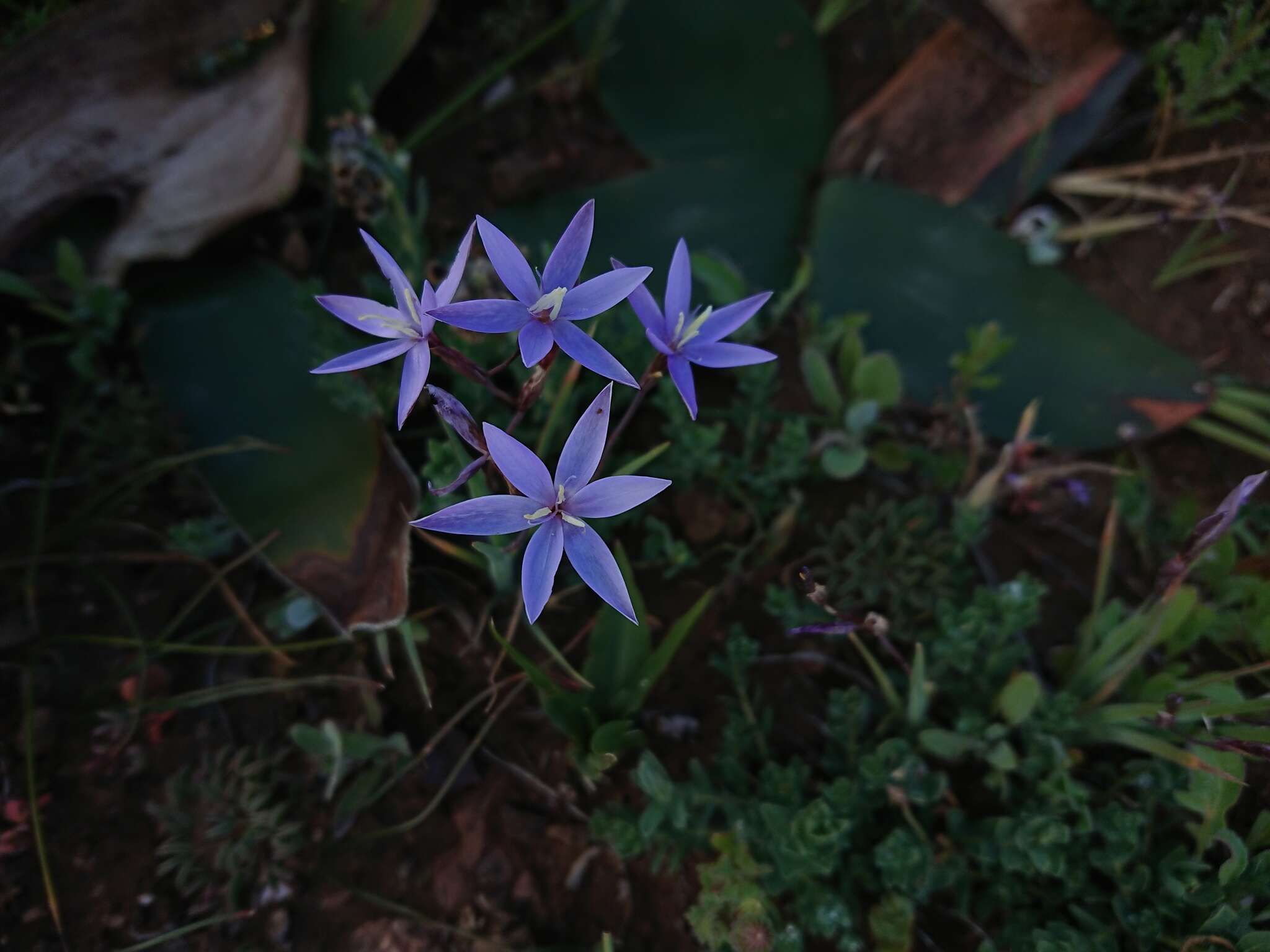 Hesperantha pilosa (L. fil.) Ker Gawl.的圖片