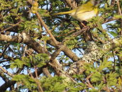 Image of Yellow-breasted Apalis