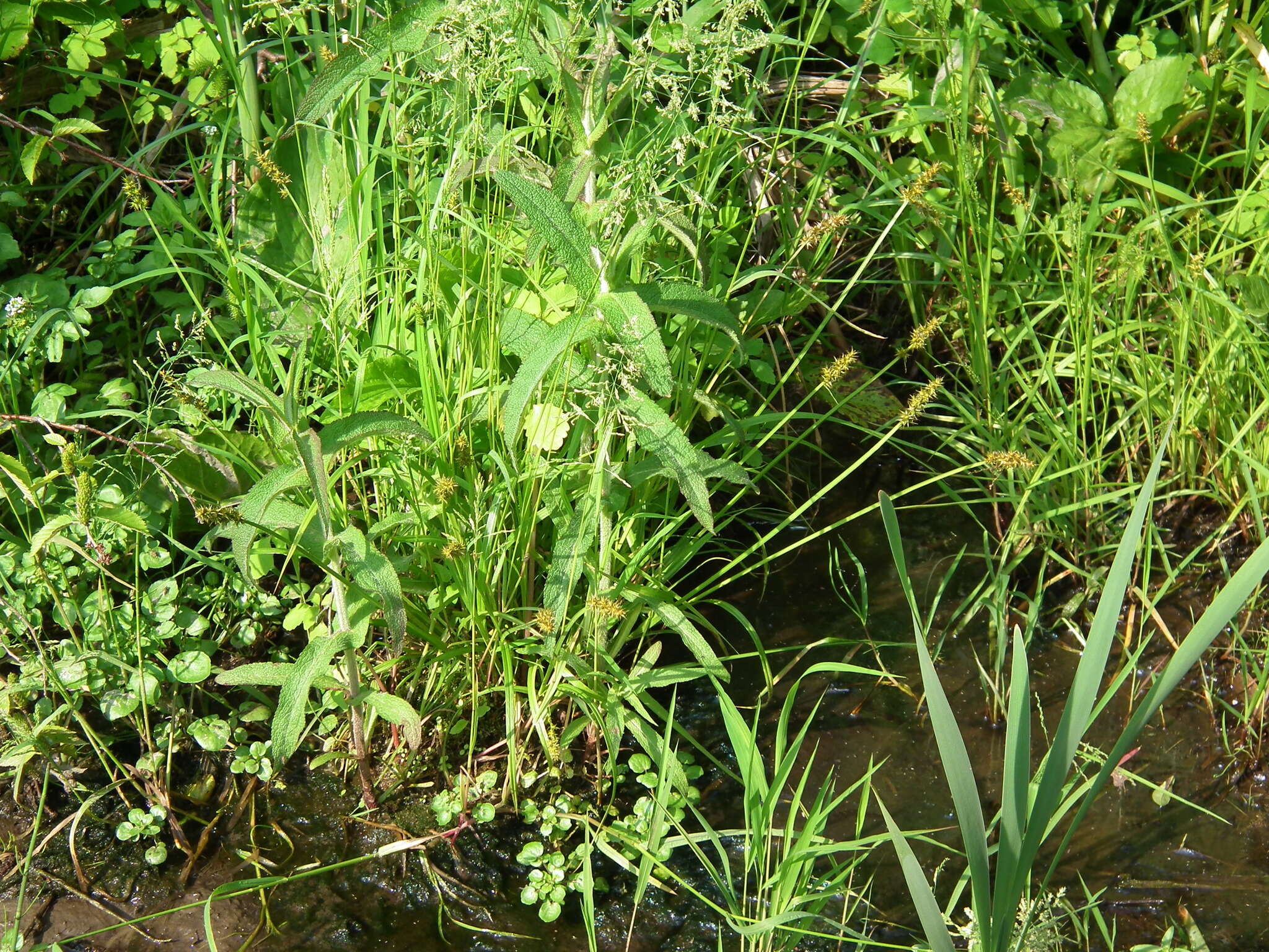 Image of Smooth-Sheath Sedge