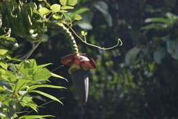 Image of Musa acuminata subsp. siamea N. W. Simmonds