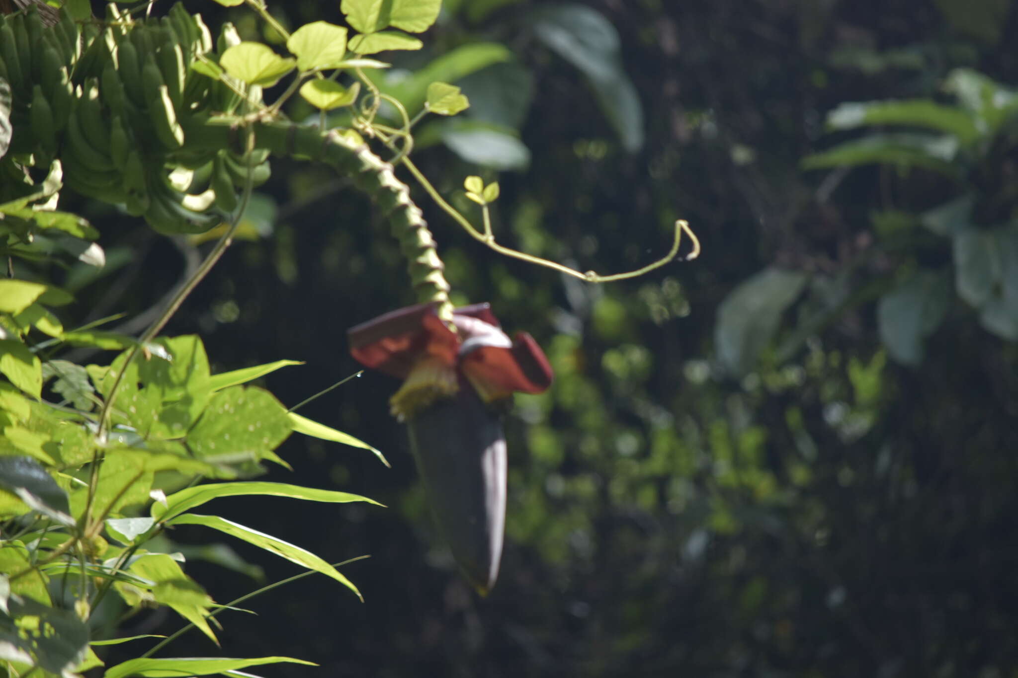 Image de Musa acuminata subsp. siamea N. W. Simmonds