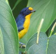 Euphonia violacea (Linnaeus 1758)的圖片