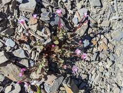 Image of talus willowherb