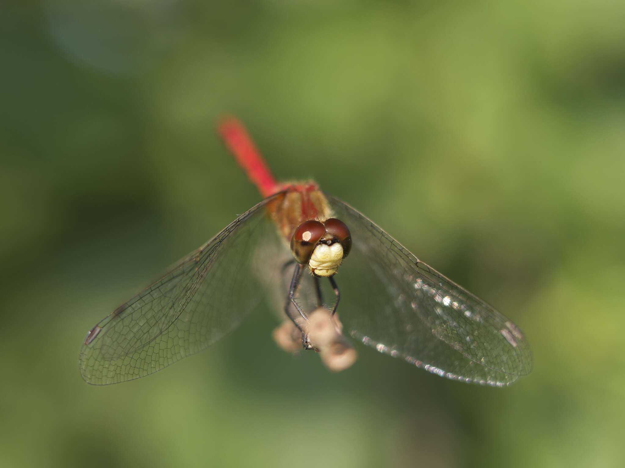 Image of White-faced Meadowhawk