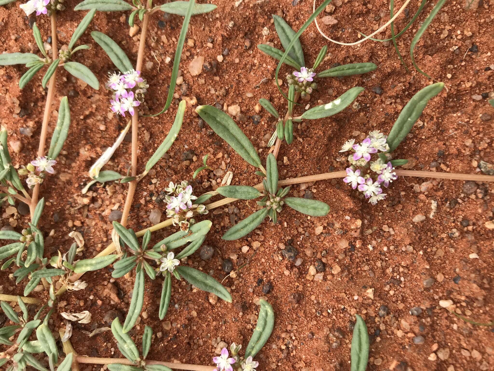 Image of Gisekia africana var. africana