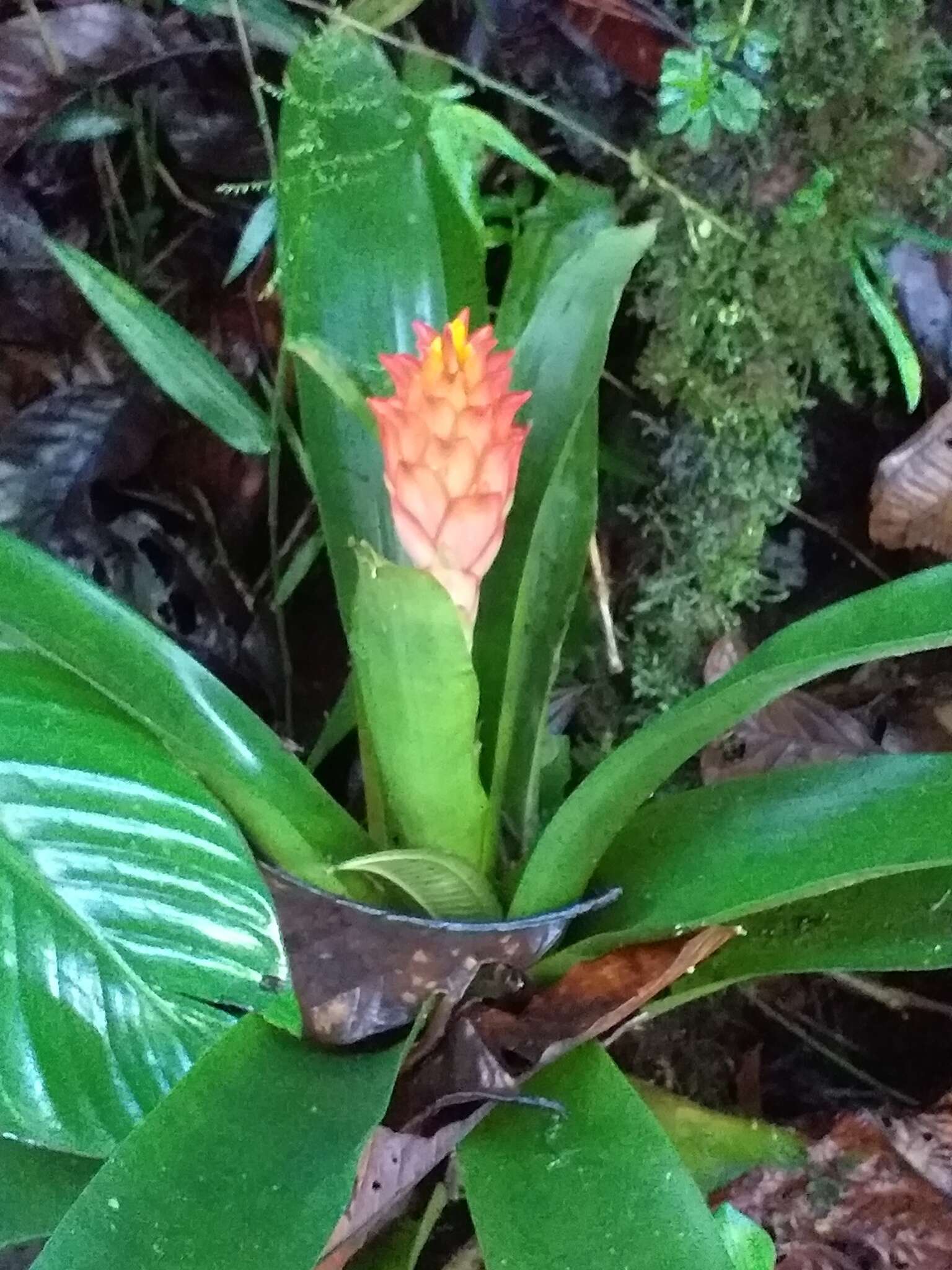 صورة Guzmania osyana (É. Morren) Mez