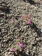 Image of Johnston's monkeyflower