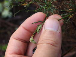 Image of Ulex genistoides Brot.