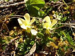 Image of Gentiana verna subsp. oschtenica (Kuzn.) J. J. Halda