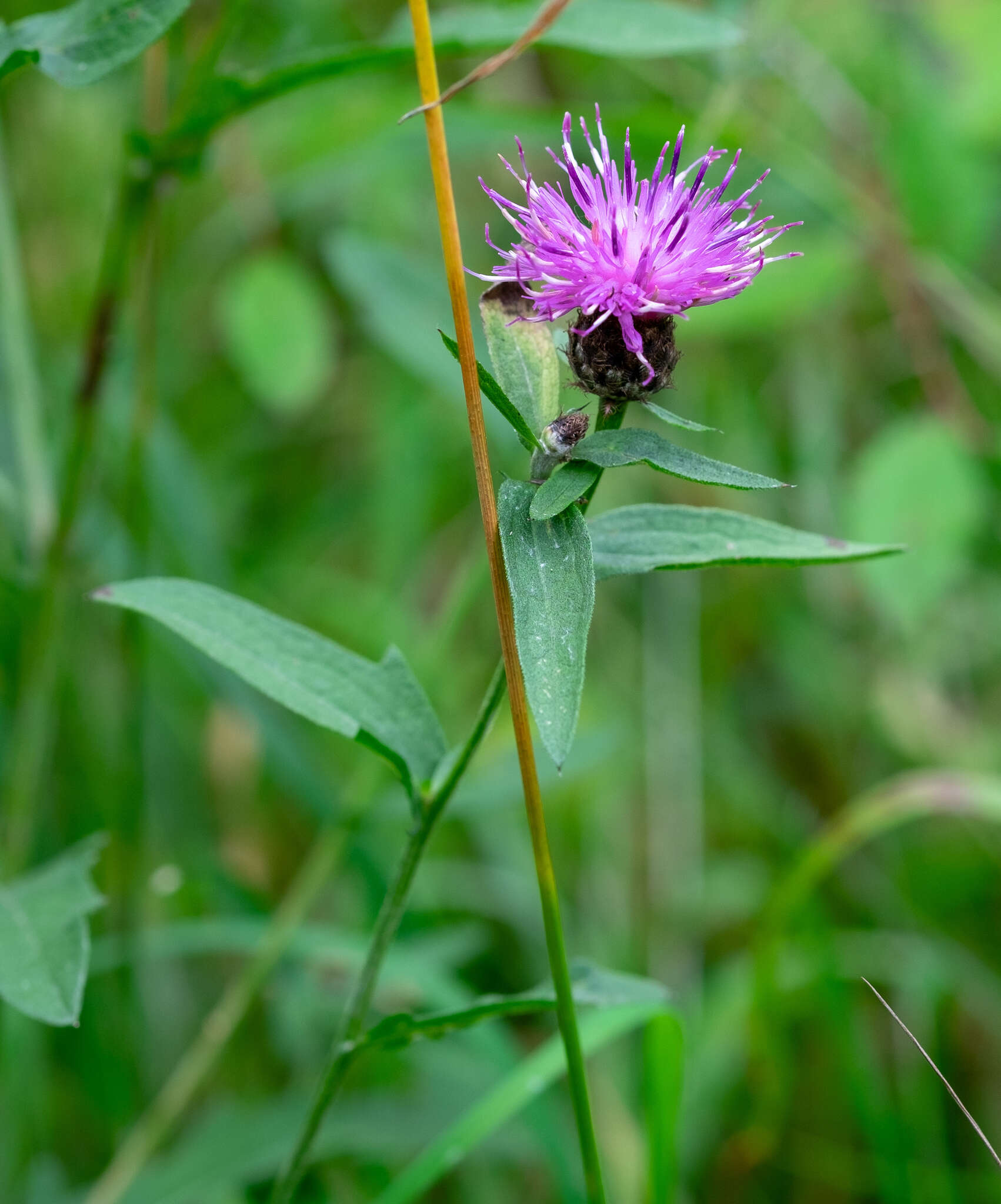 Image of lesser knapweed