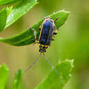 Image de Trirhabda luteocincta (J. L. Le Conte 1858)