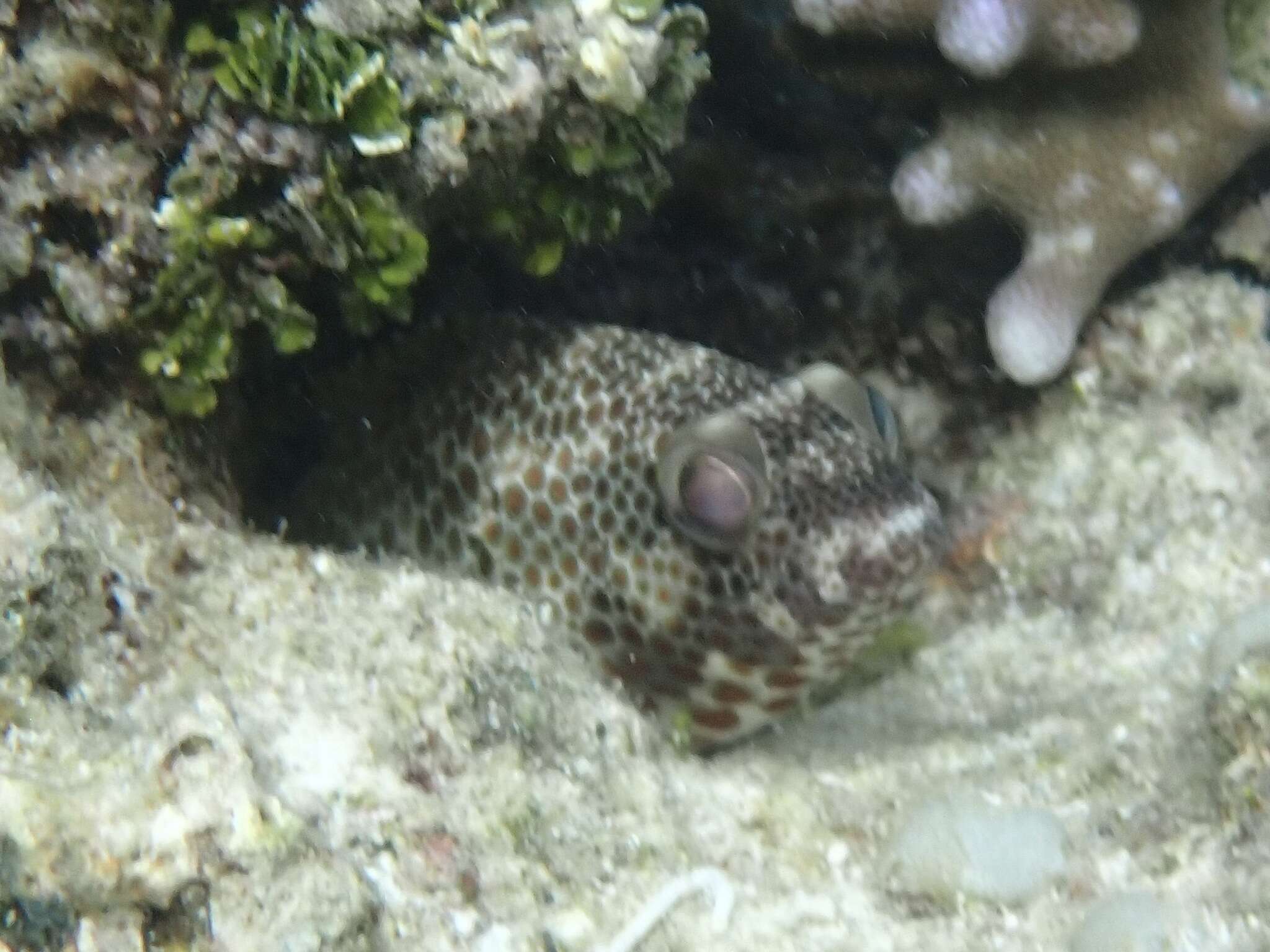 Epinephelus melanostigma Schultz 1953 resmi