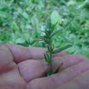 Image of Buglossoides arvensis subsp. arvensis