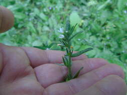 Image of Buglossoides arvensis subsp. arvensis