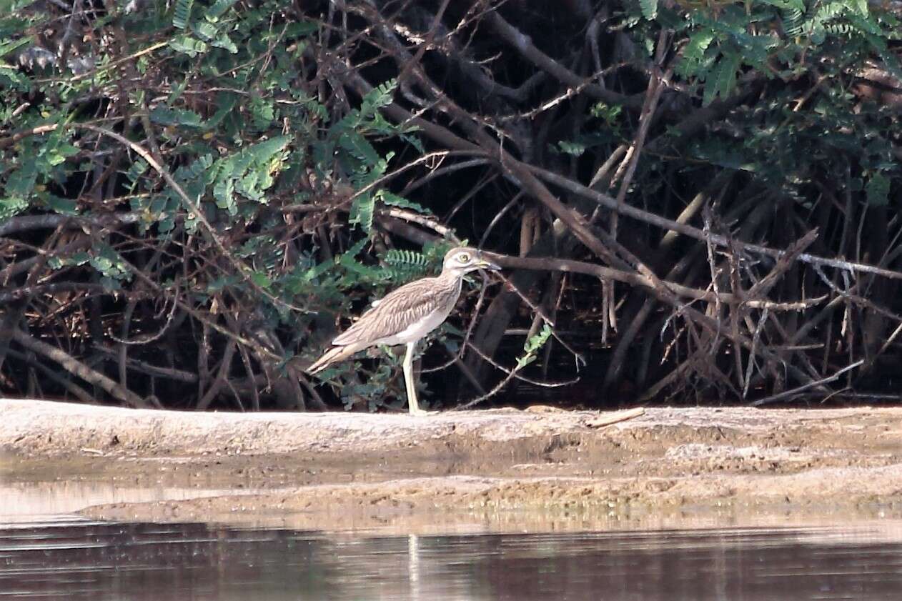 Image of Senegal Thick-knee