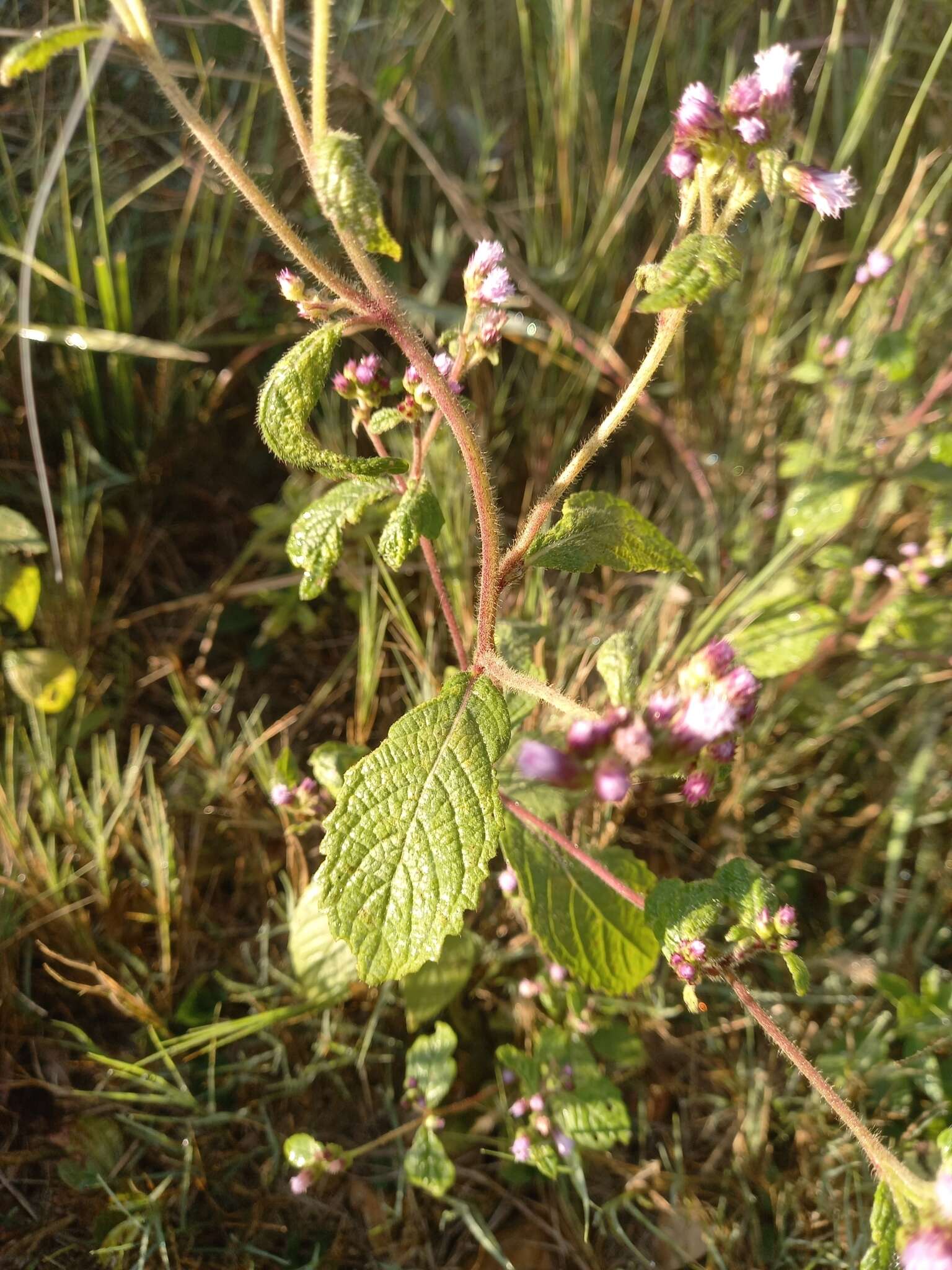 Image of Bothriocline laxa N. E. Br.