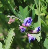 Imagem de Lathyrus palustris subsp. pilosus (Cham.) Hulten