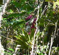 Image of Tillandsia superba Mez & Sodiro