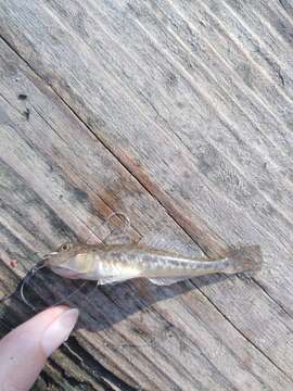 Image of monkey goby