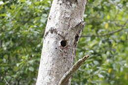 Plancia ëd Glaucidium gnoma Wagler 1832