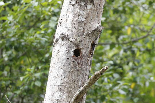 Image of Mountain Pygmy Owl