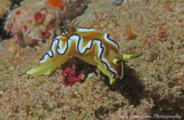 Image of Black edge white brown slug