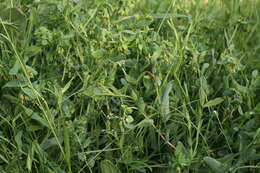 Image of Cerinthe minor subsp. auriculata (Ten.) Domac