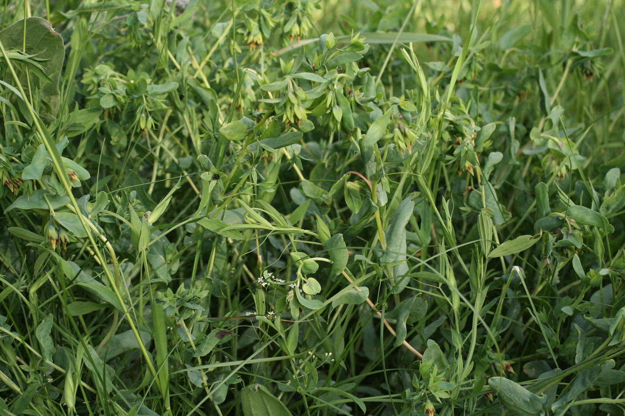 Image of Cerinthe minor subsp. auriculata (Ten.) Domac