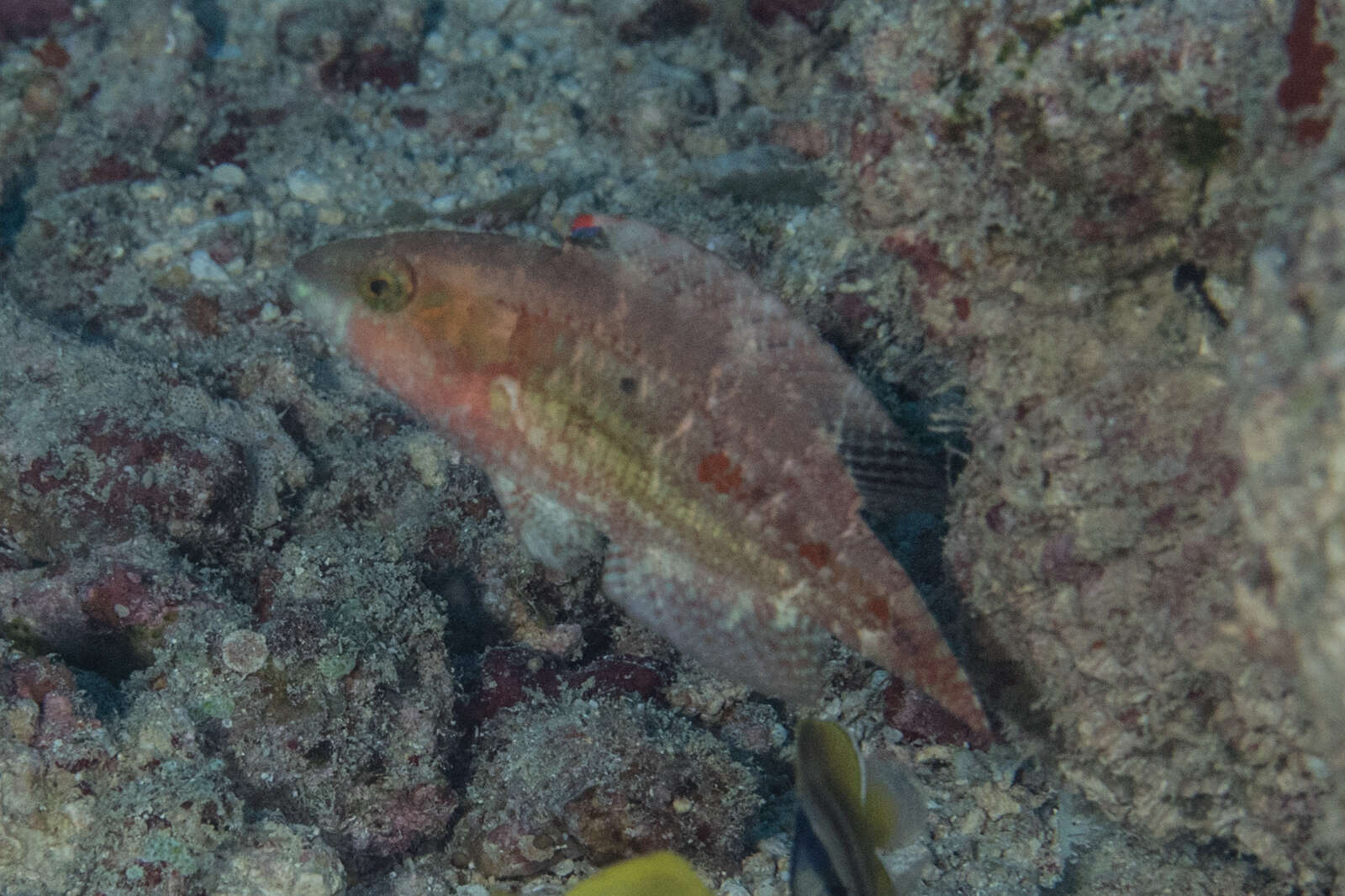 Oxycheilinus bimaculatus (Valenciennes 1840) resmi