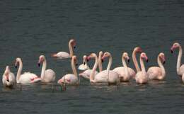 Imagem de Phoenicopterus roseus Pallas 1811