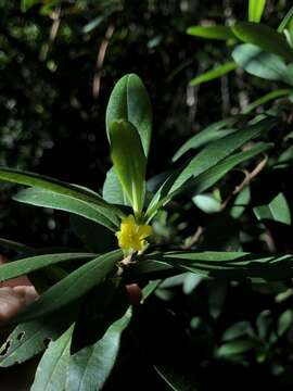 Image of Hibbertia hexandra C. T. White