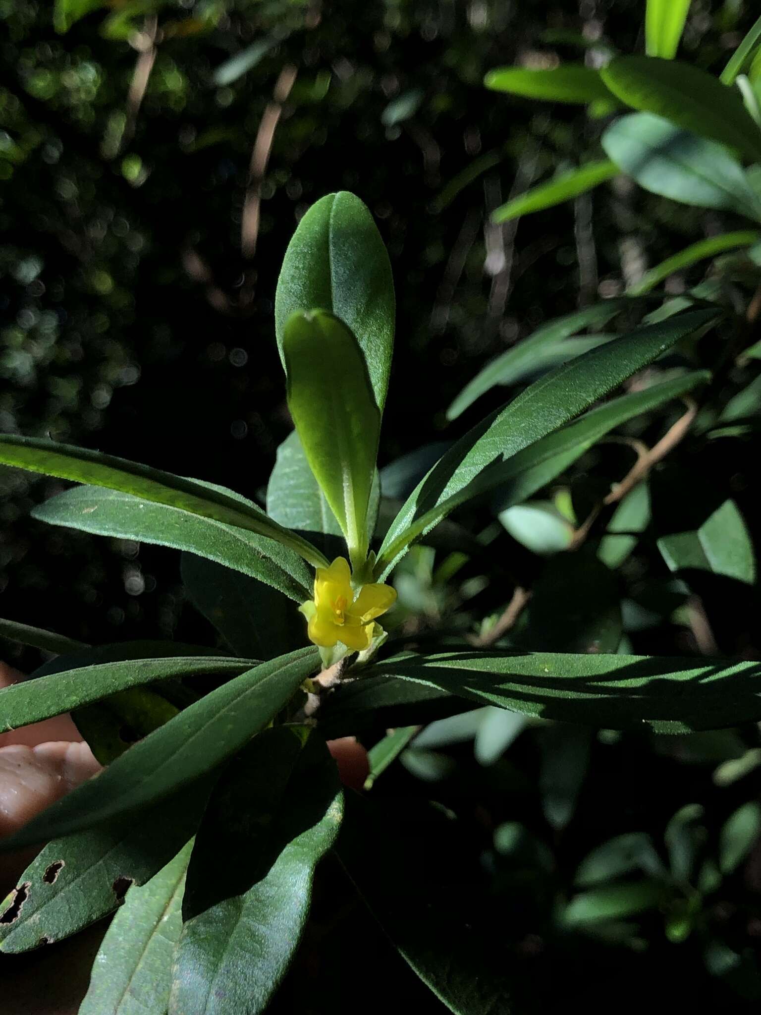 Image of Hibbertia hexandra C. T. White