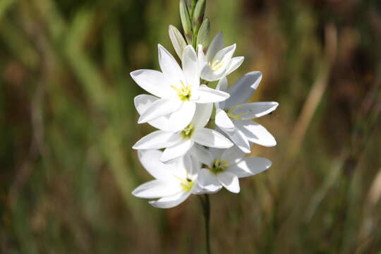 Image of Ixia polystachya var. polystachya