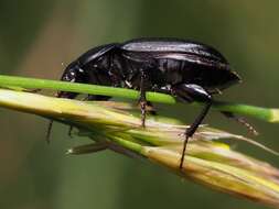 Image of Harpalus (Harpalus) serripes (Quensel ex Schönherr 1806)