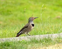 صورة Colaptes auratus cafer (Gmelin & JF 1788)