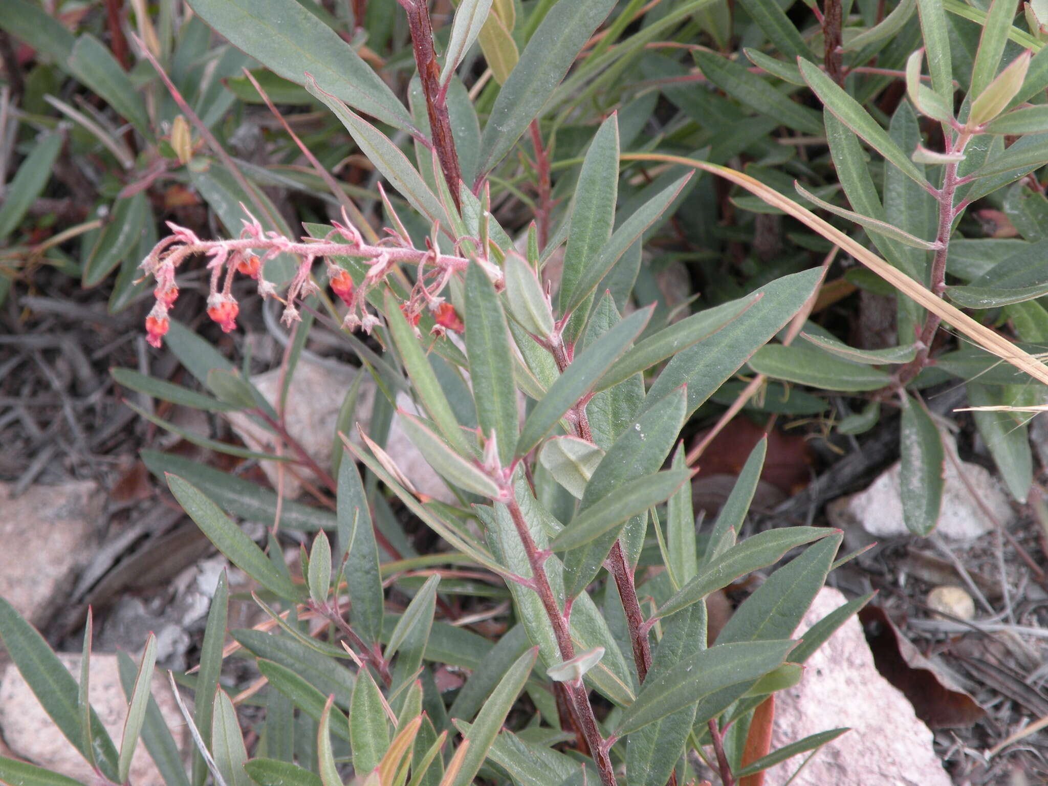 Слика од Comarostaphylis polifolia subsp. polifolia