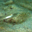 Image of Banner Goby