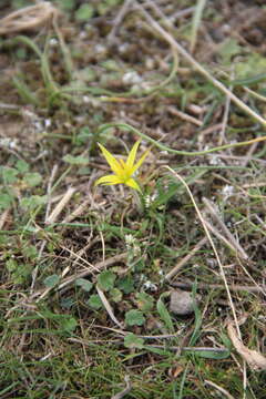 Image of Gagea reticulata (Pall.) Schult. & Schult. fil.