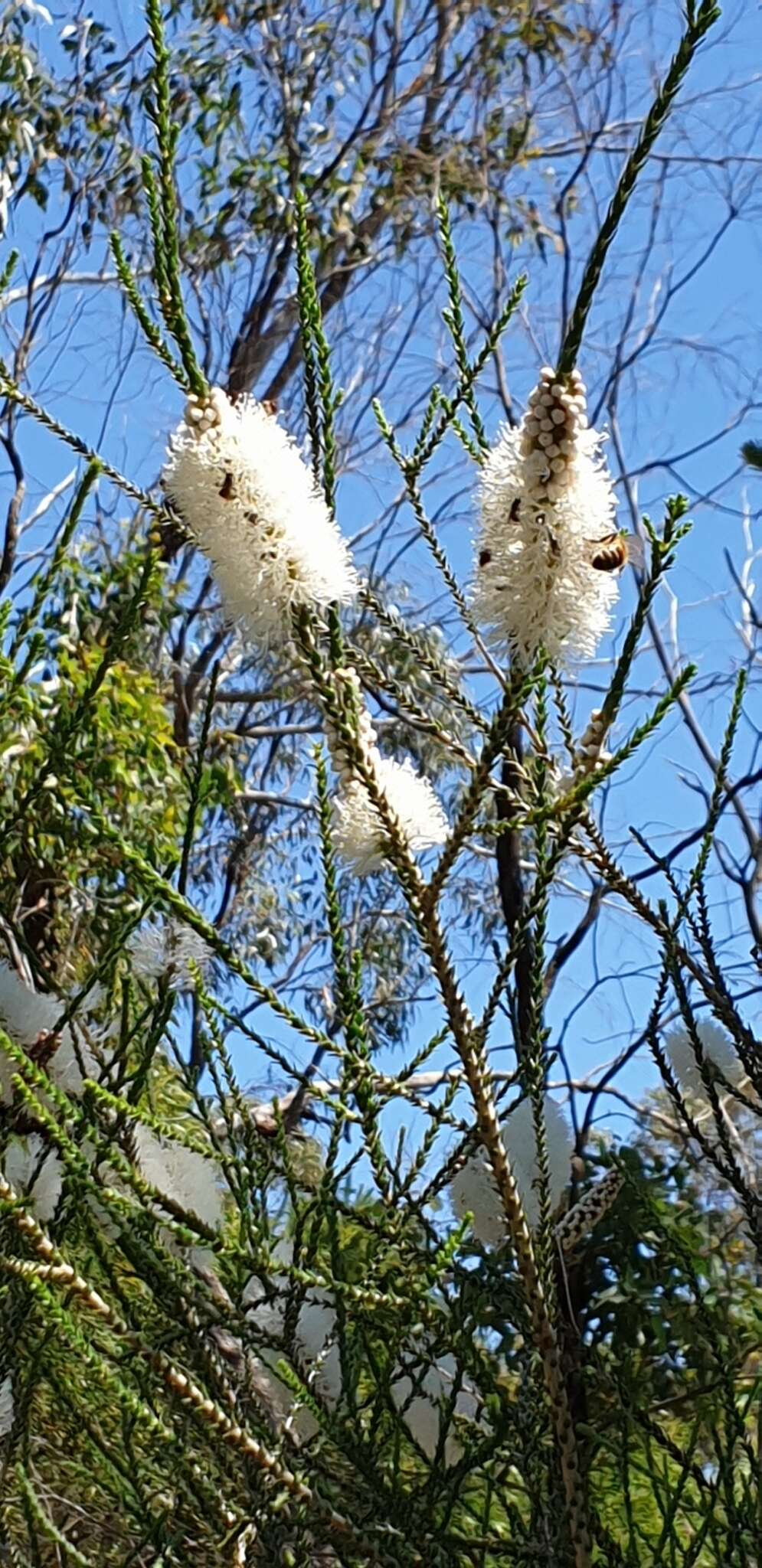 Sivun Melaleuca huegelii Endl. kuva