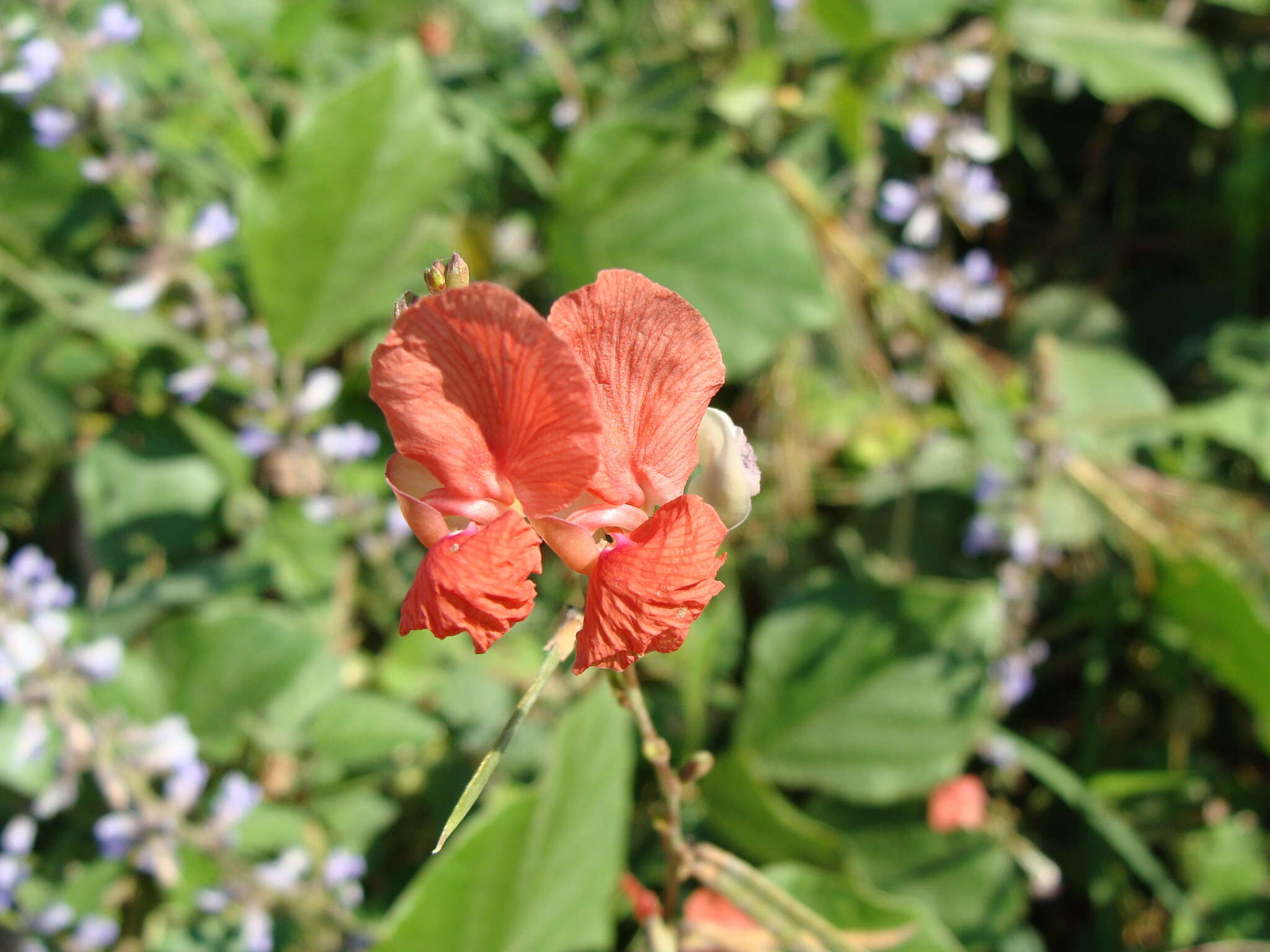 Image of Macroptilium gracile (Benth.) Urb.