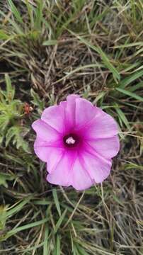 Image of Ipomoea oenotherae (Vatke) Hall. fil.