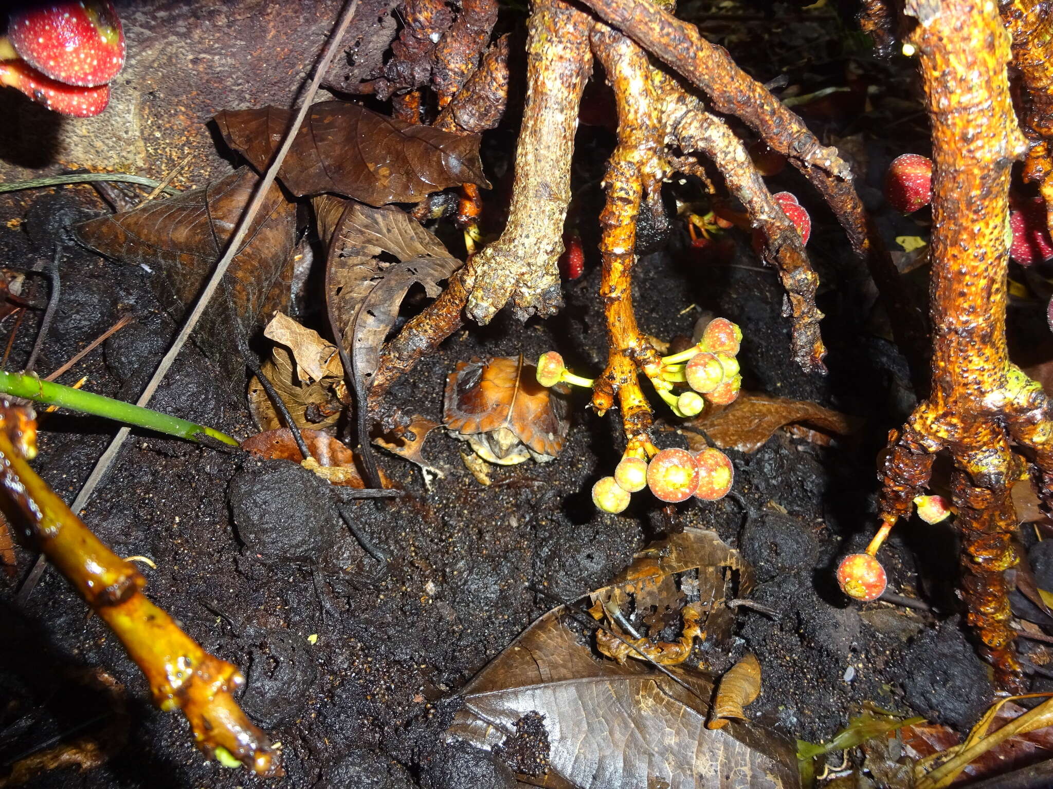 Image of Keeled box turtle