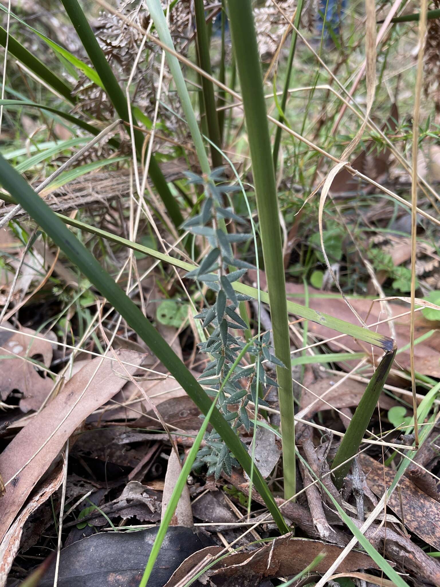 Image of Acrotriche prostrata F. Muell.