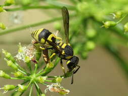 Image of Parodontodynerus ephippium (Klug 1817)