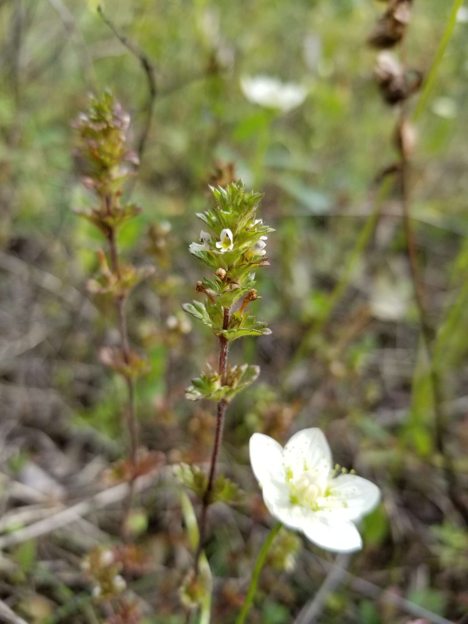 Imagem de Euphrasia subarctica Raup