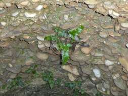 Image of Asplenium sagittatum (DC.) A. J. Bange